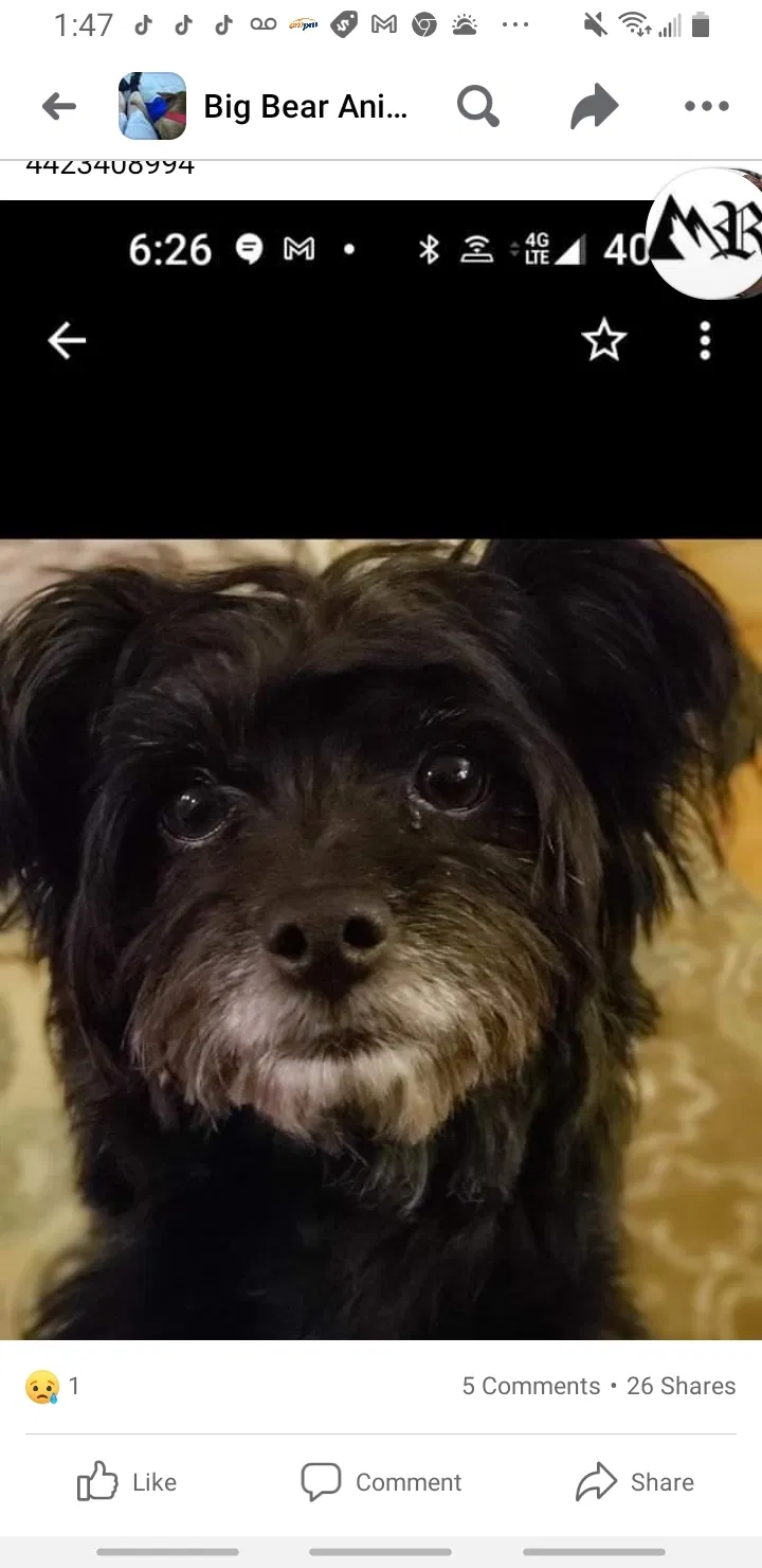 Lost dog in Big Bear Lake, CA, 92315