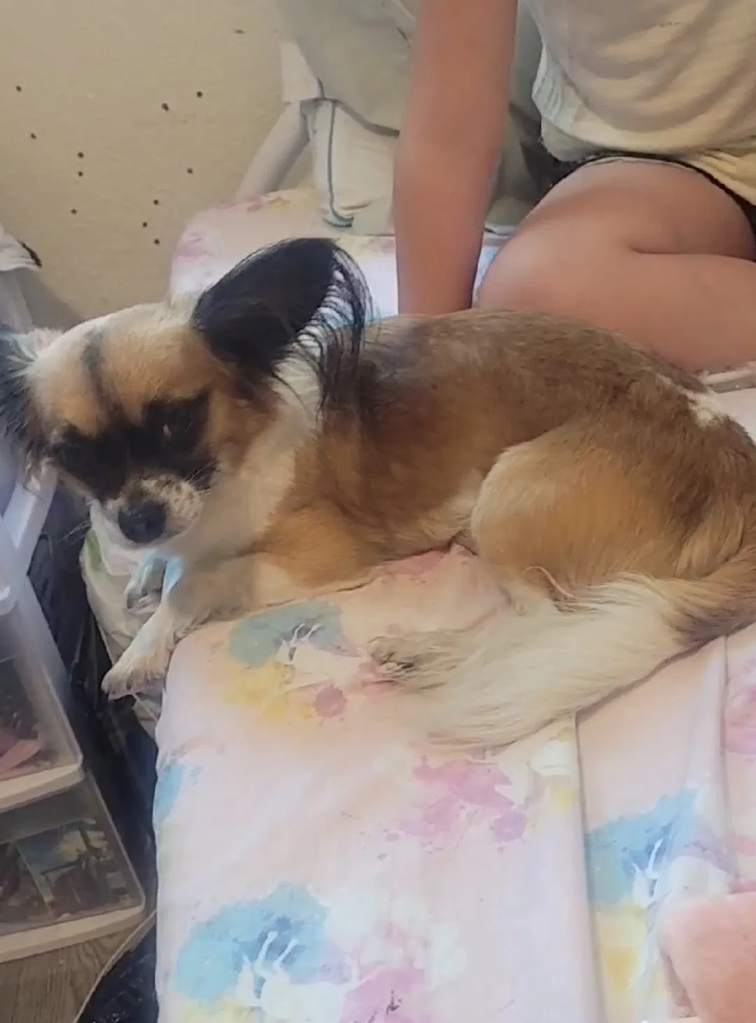 Lost dog in Pacoima, CA, 91331