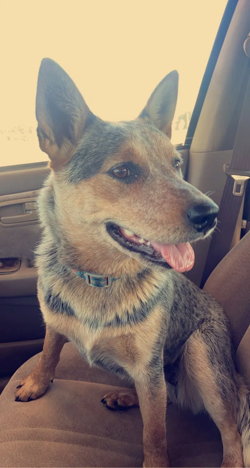 Lost dog in Ottawa, KS, 66067