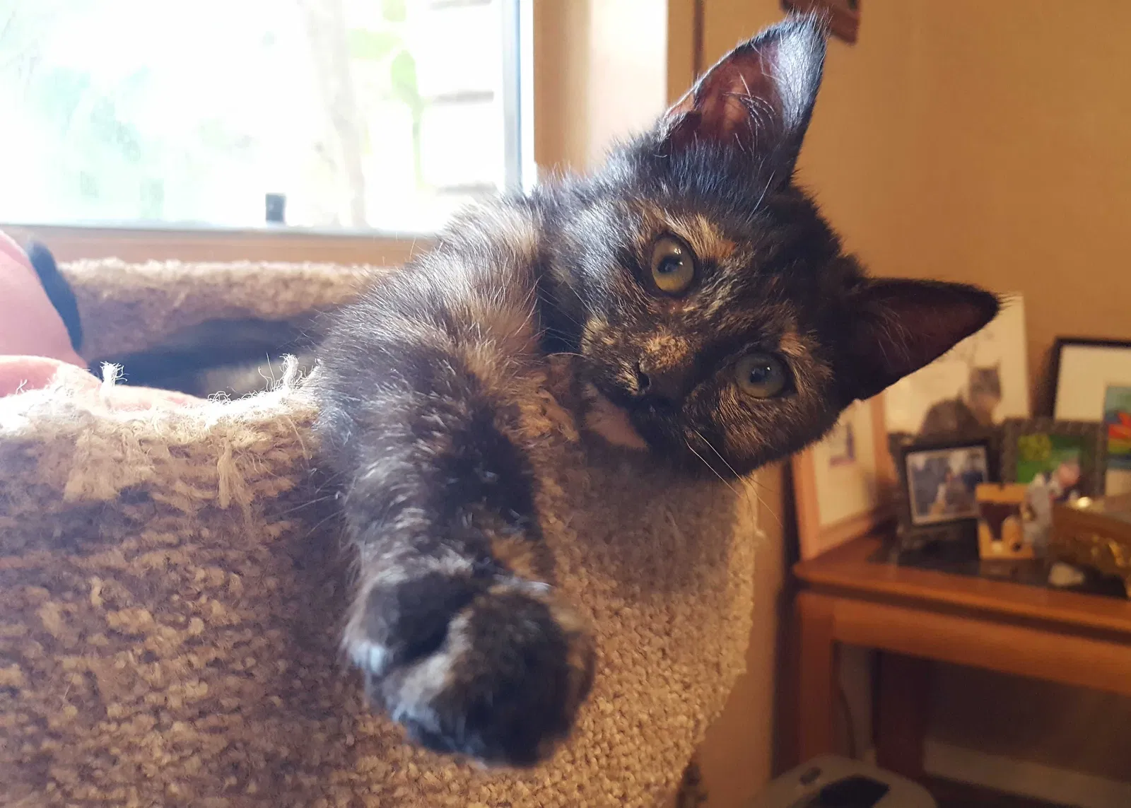 Lost cat in Peoria, AZ, 85381