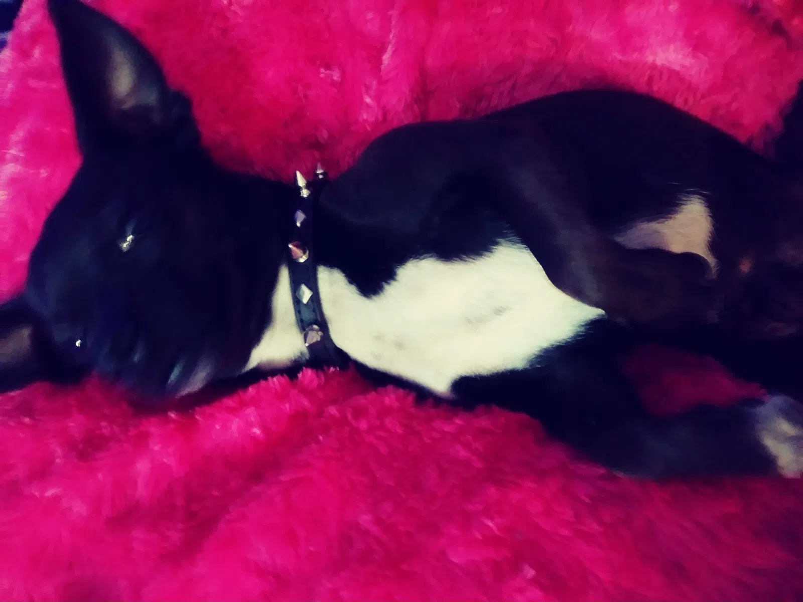 Lost dog in Tucson, AZ, 85710