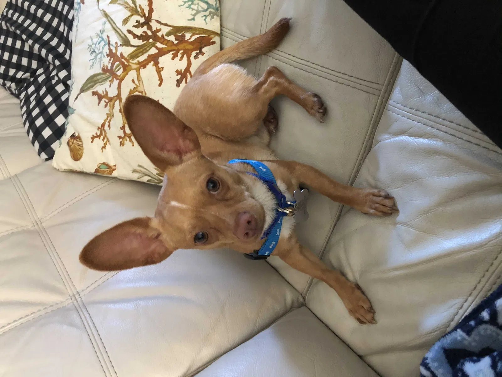Lost dog in Hollywood, FL, 33024