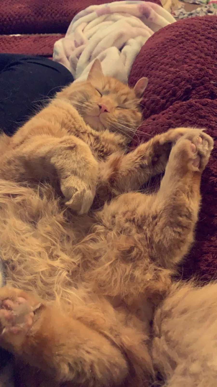 Lost cat in Glen Rock, PA, 17327