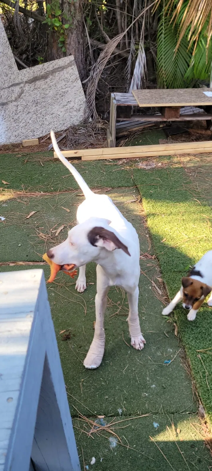 Lost dog in Fort Myers, FL, 33967