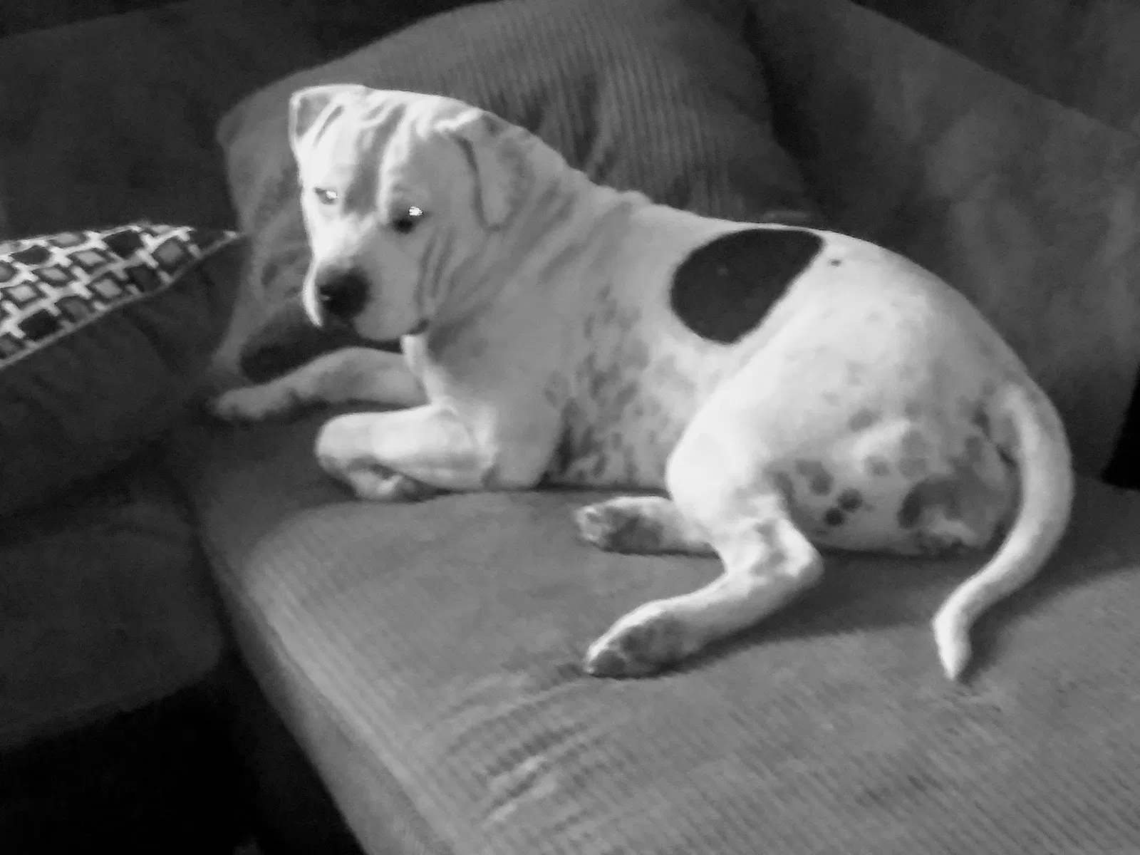 Lost dog in Lincoln, CA, 95648