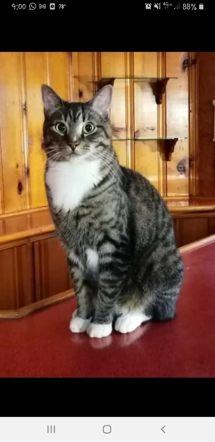 Lost cat in Edison, NJ, 8837