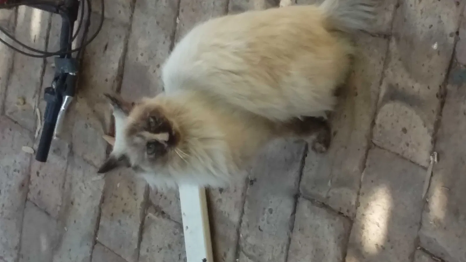 Lost cat in Phoenix, AZ, 85006