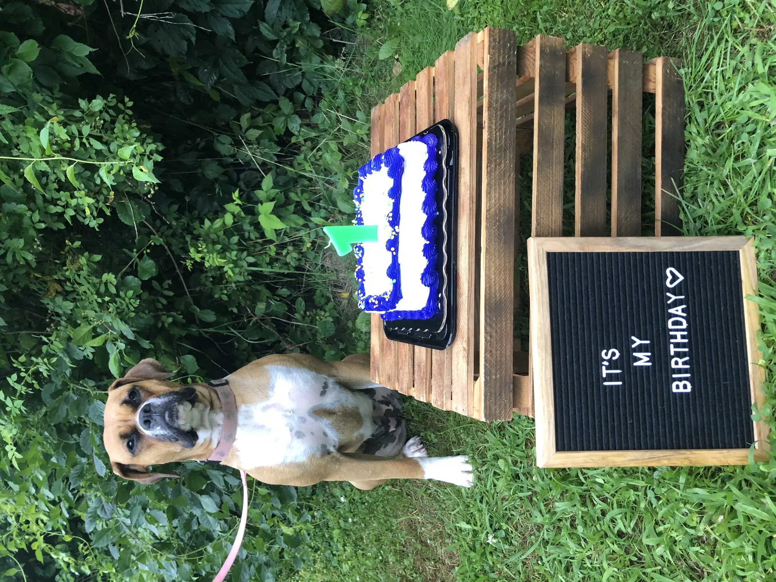 Lost dog in Lapeer, MI, 48446