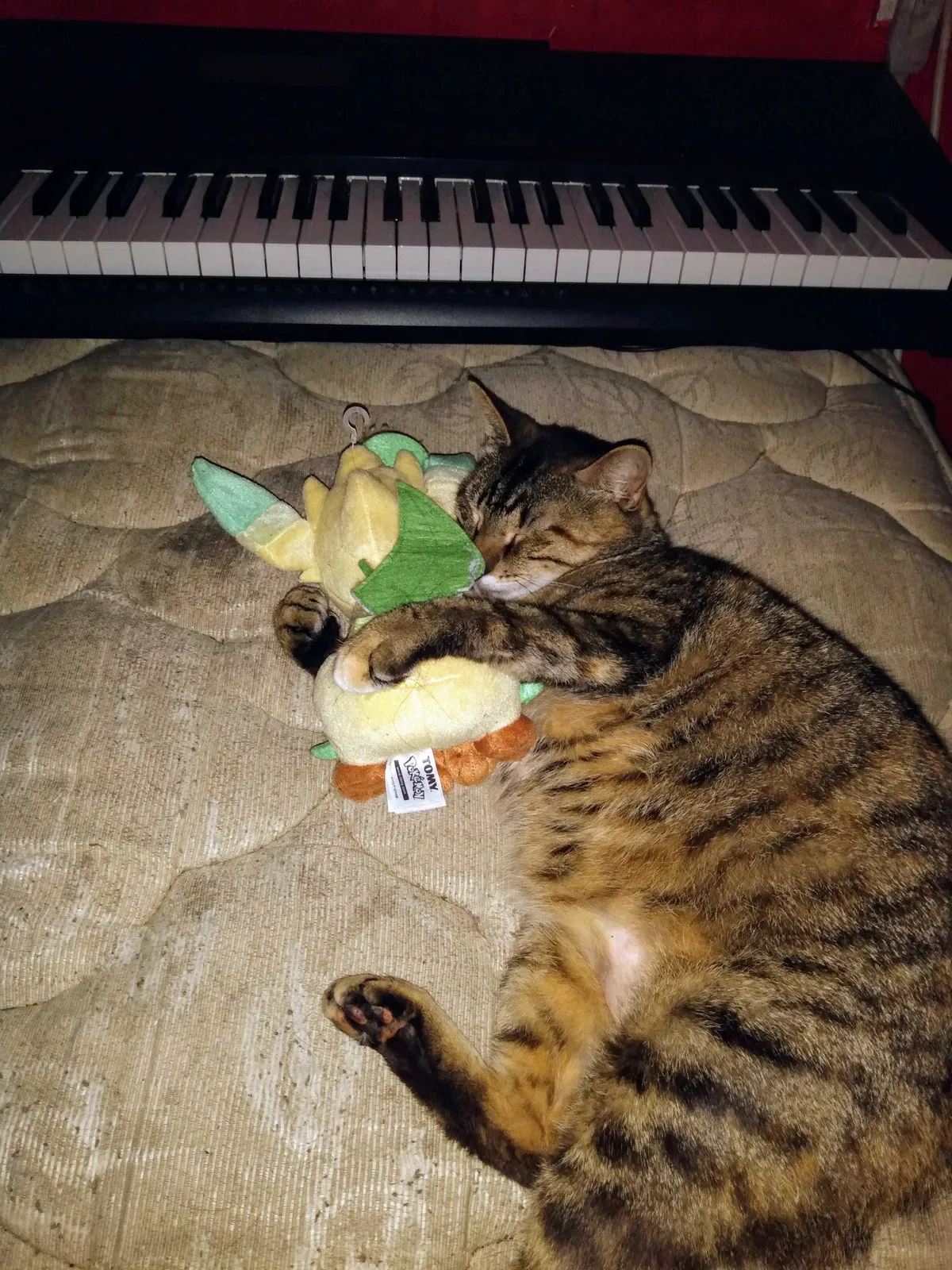Lost cat in Richmond, TX, 77469