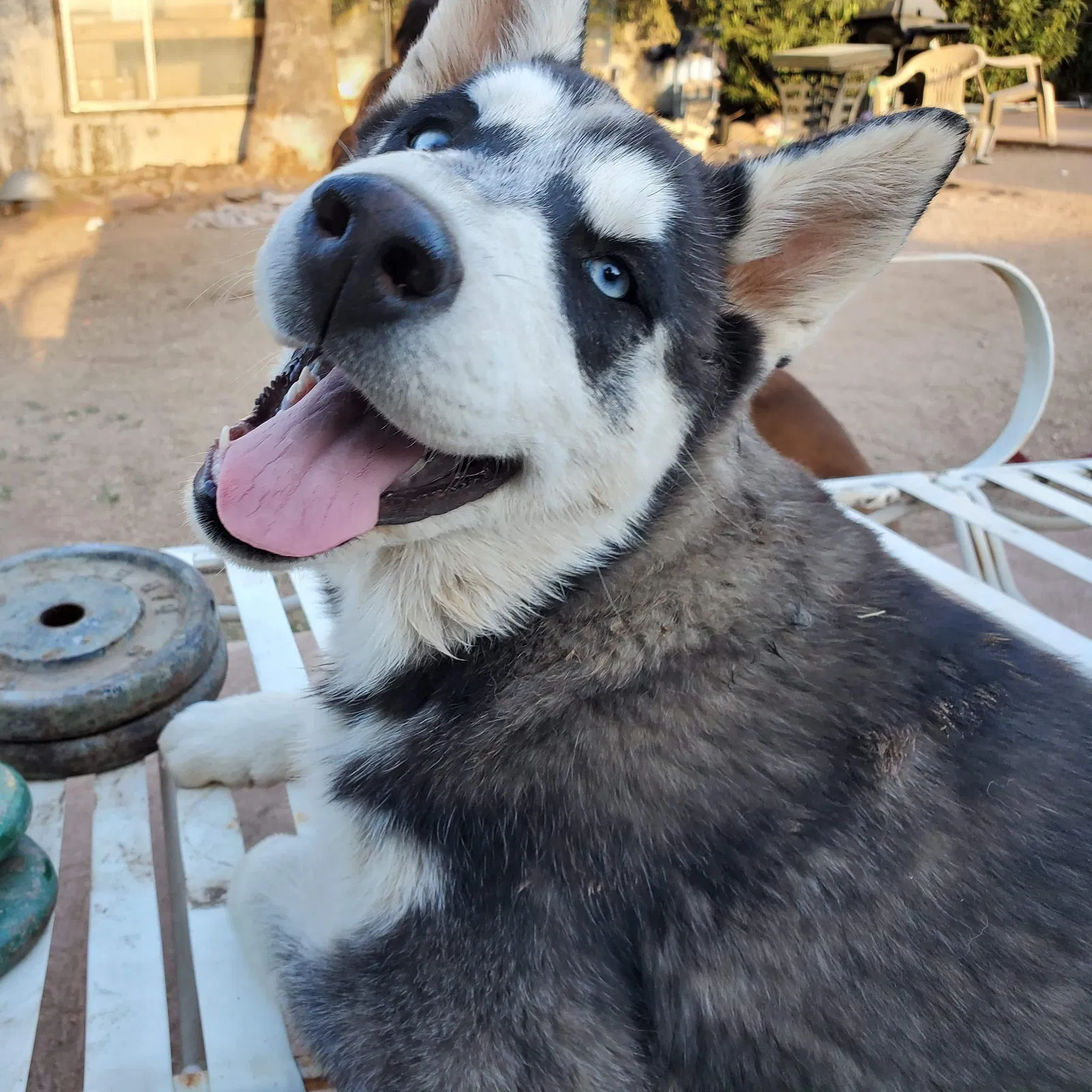 Lost dog in Tucson, AZ, 85710