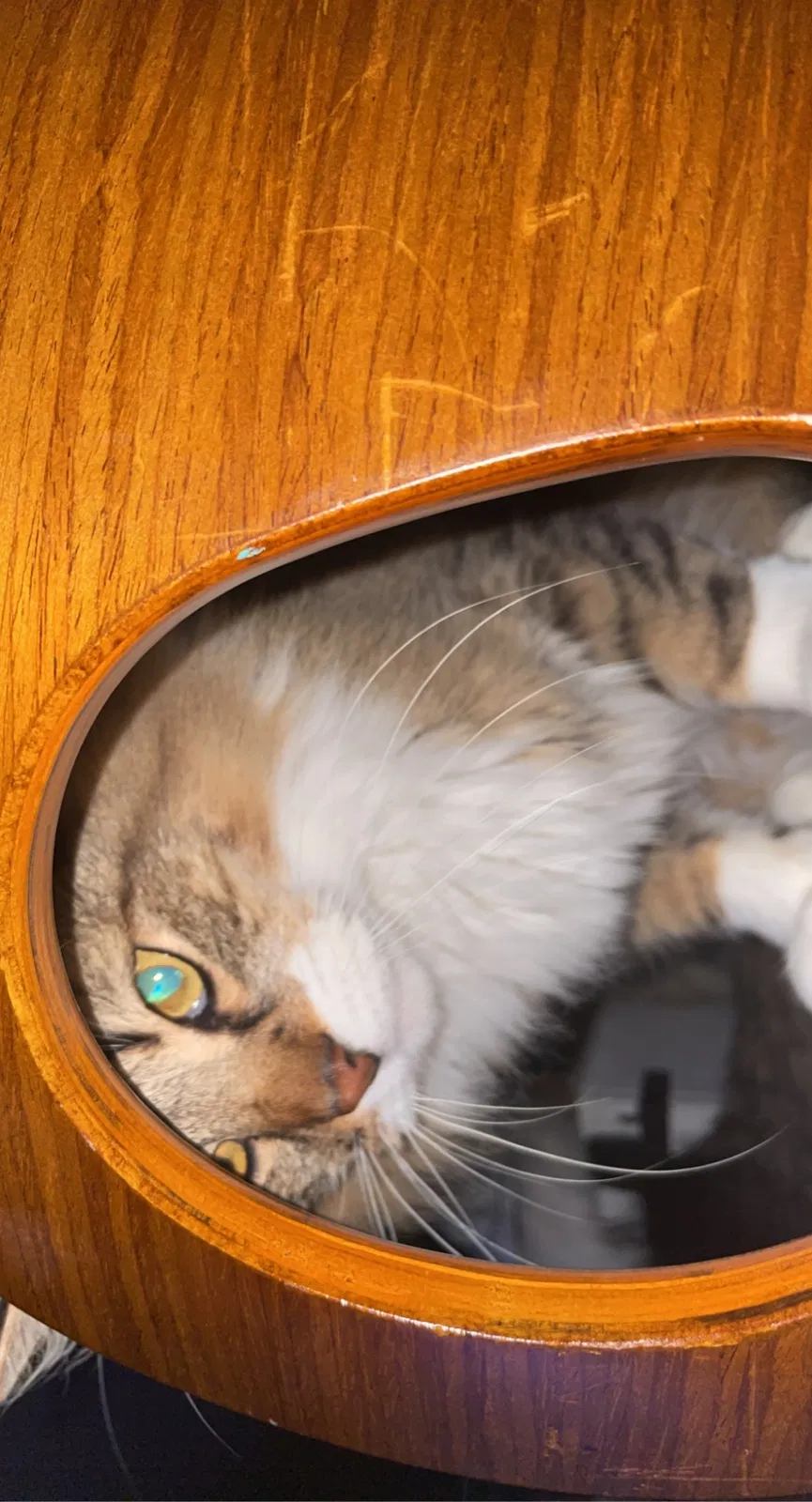 Lost cat in Denton, TX, 76207