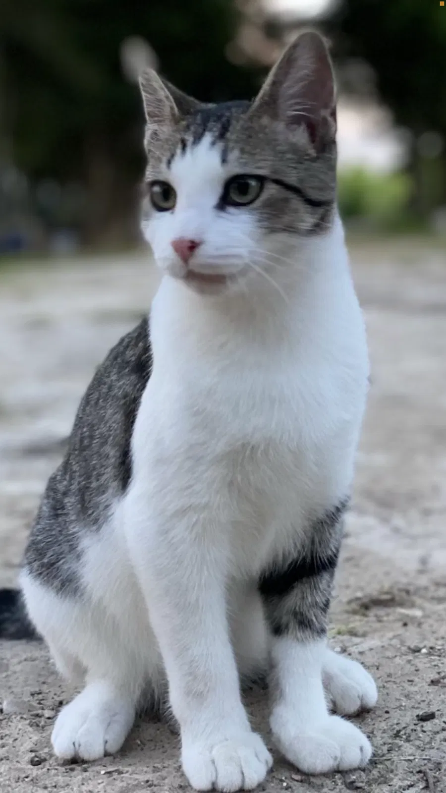 Lost cat in Terrell, TX, 75161
