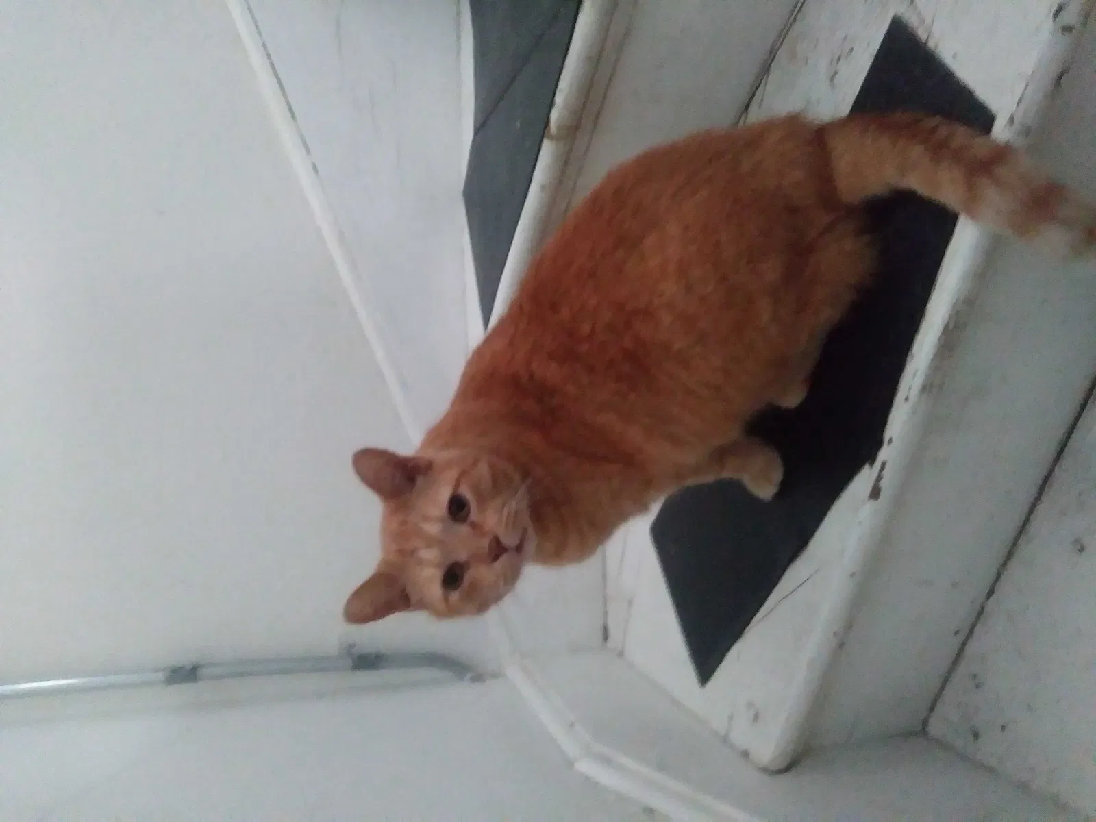 Lost cat in Chicago Heights, IL, 60411