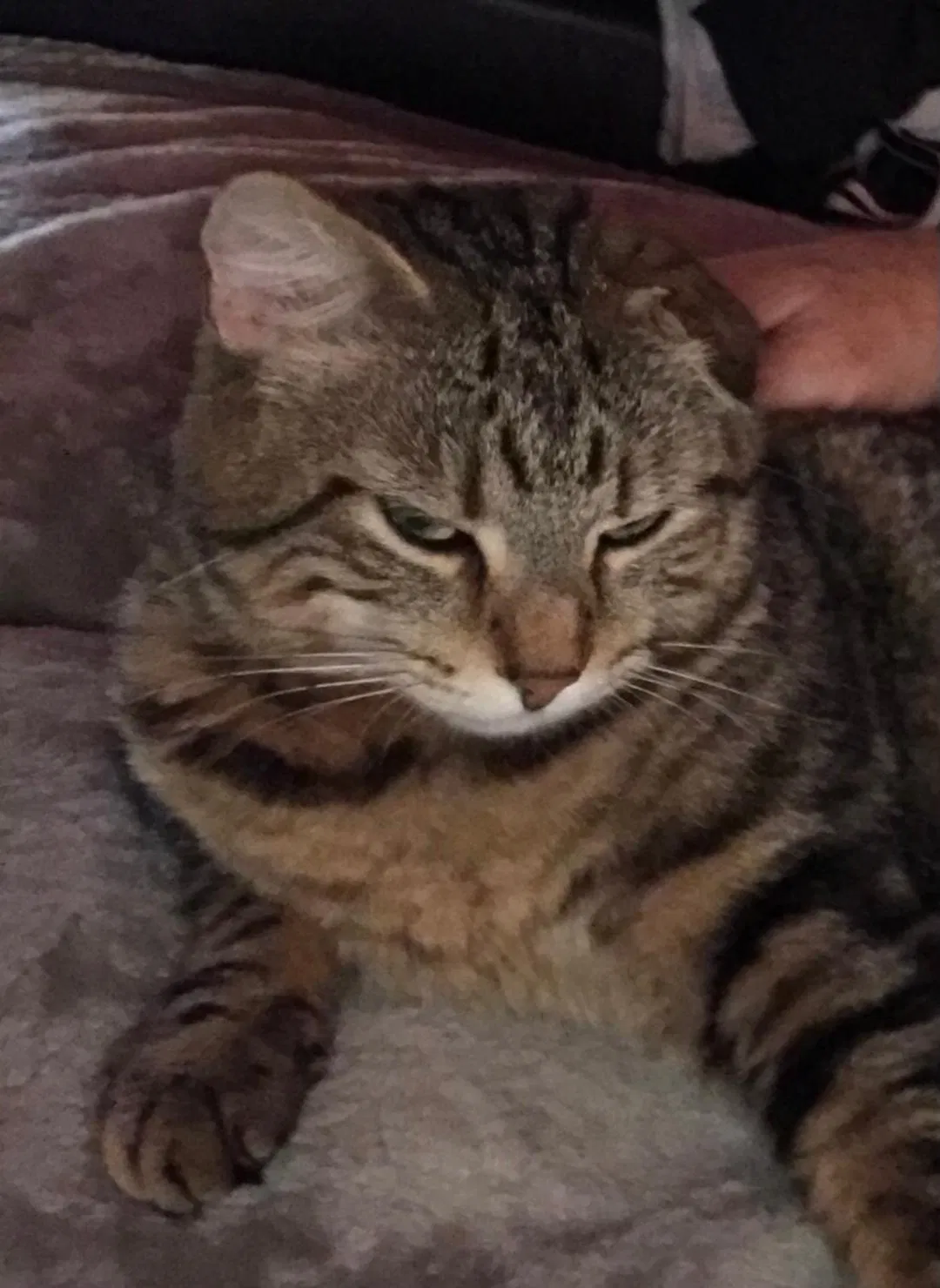 Lost cat in Tulsa, OK, 74129
