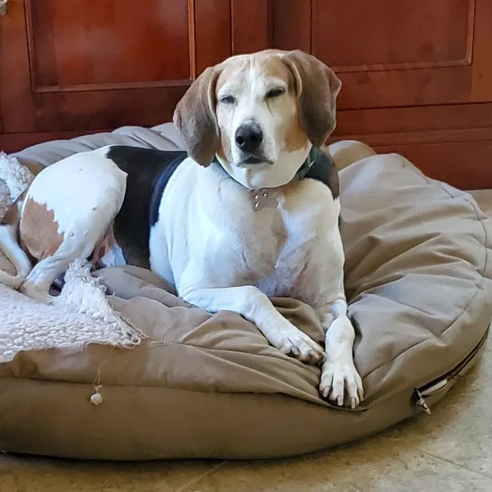 Lost dog in Fort Pierce, FL, 34982