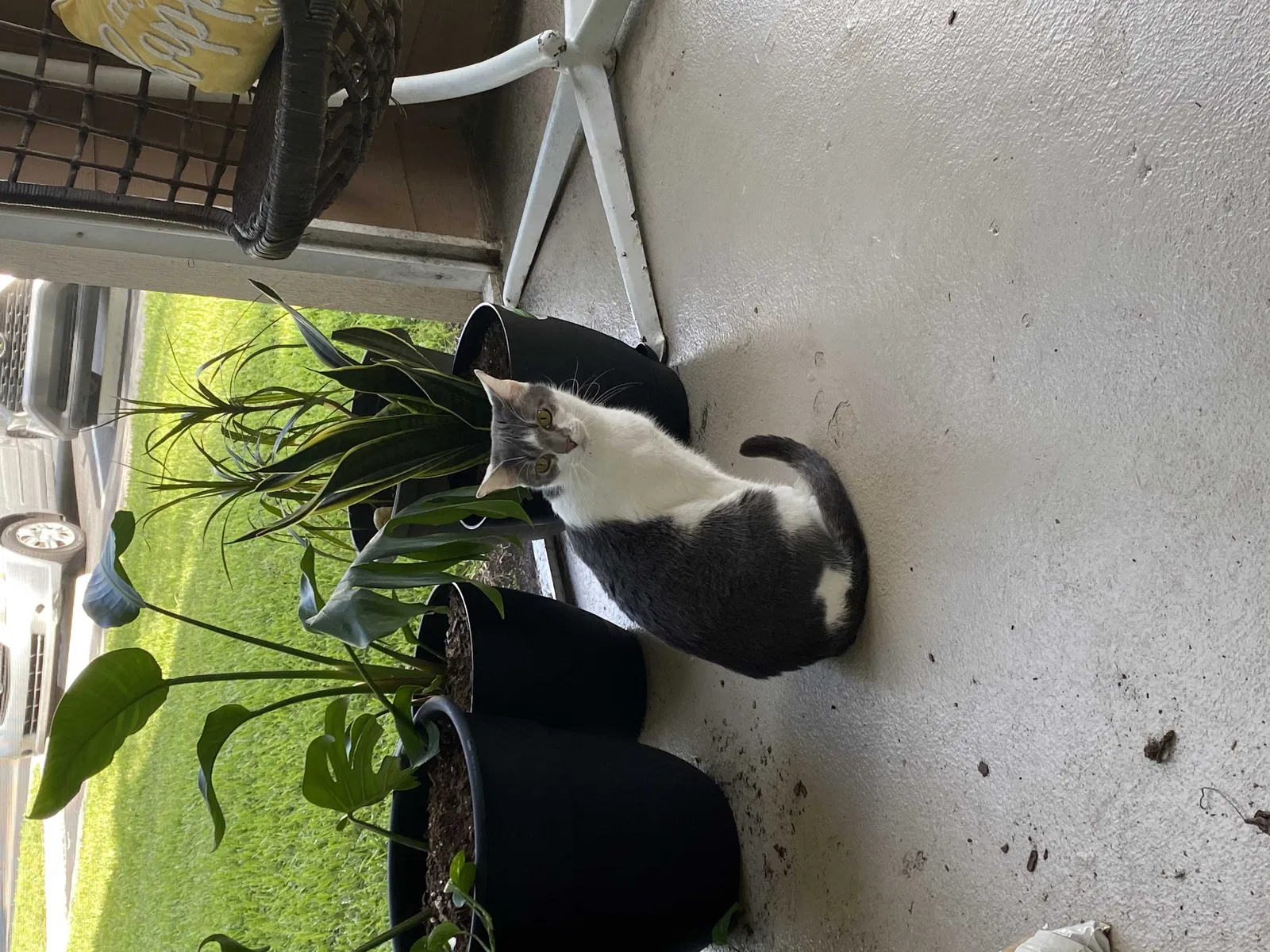 Lost cat in West Palm Beach, FL, 33417