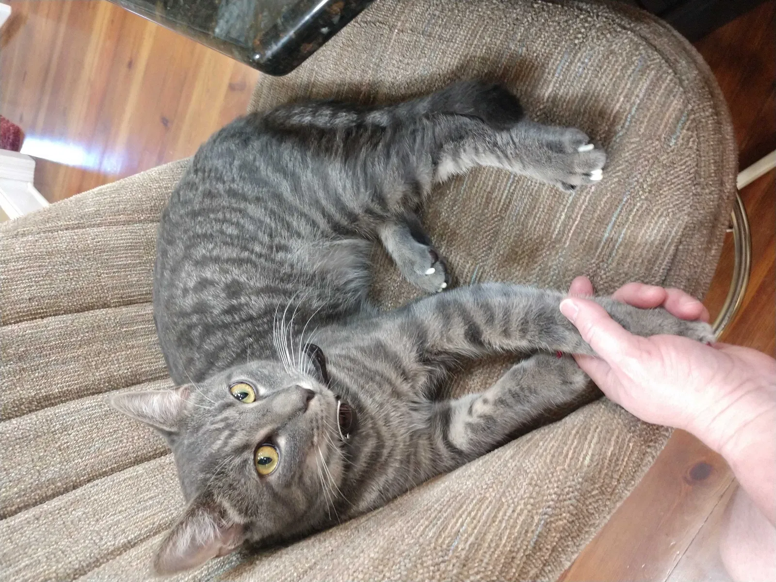 Lost cat in Hammond, LA, 70403