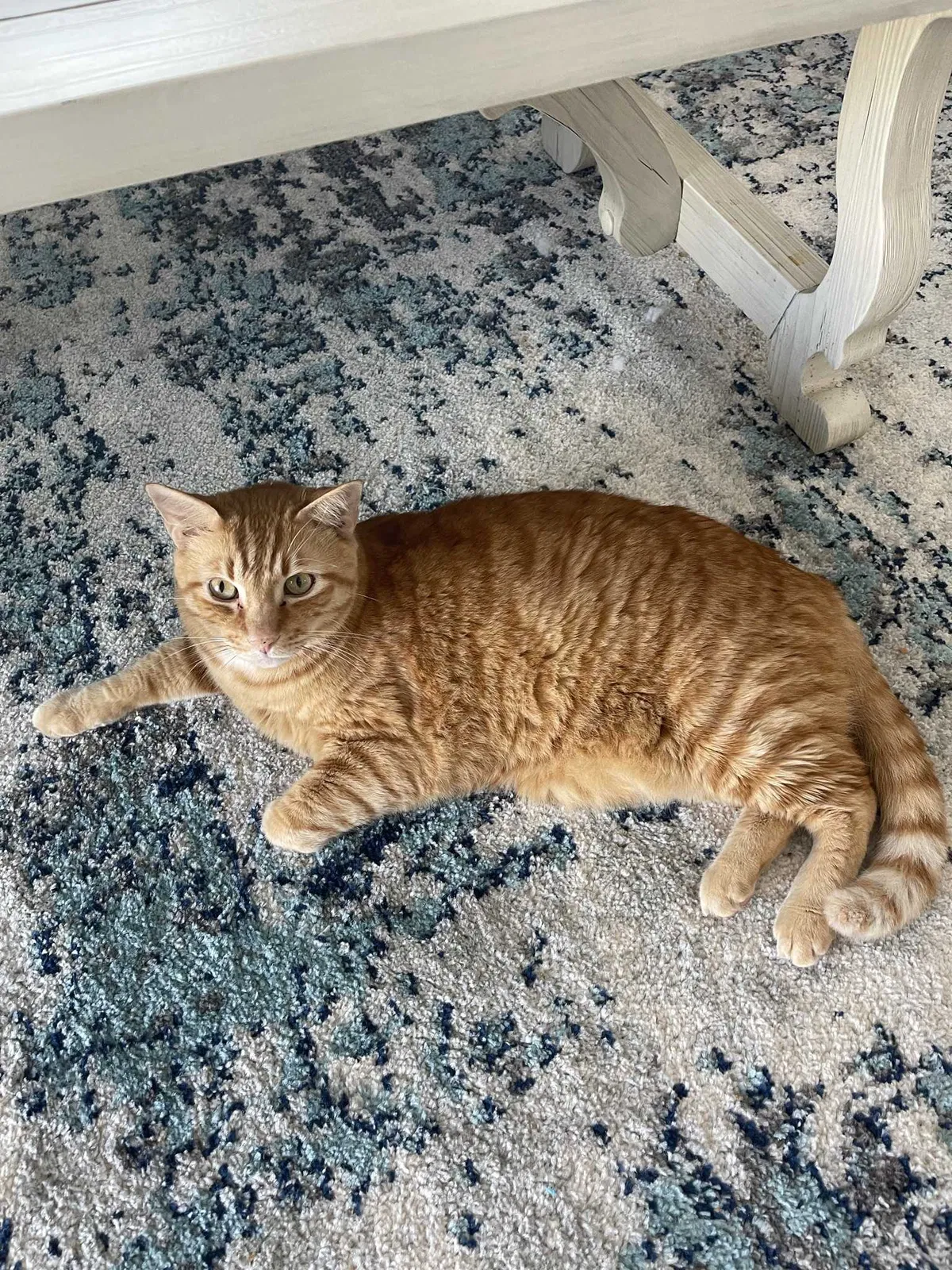 Lost cat in The Villages, FL, 32163