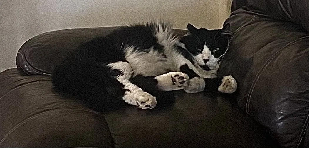 Lost cat in Bakersfield, CA, 93308