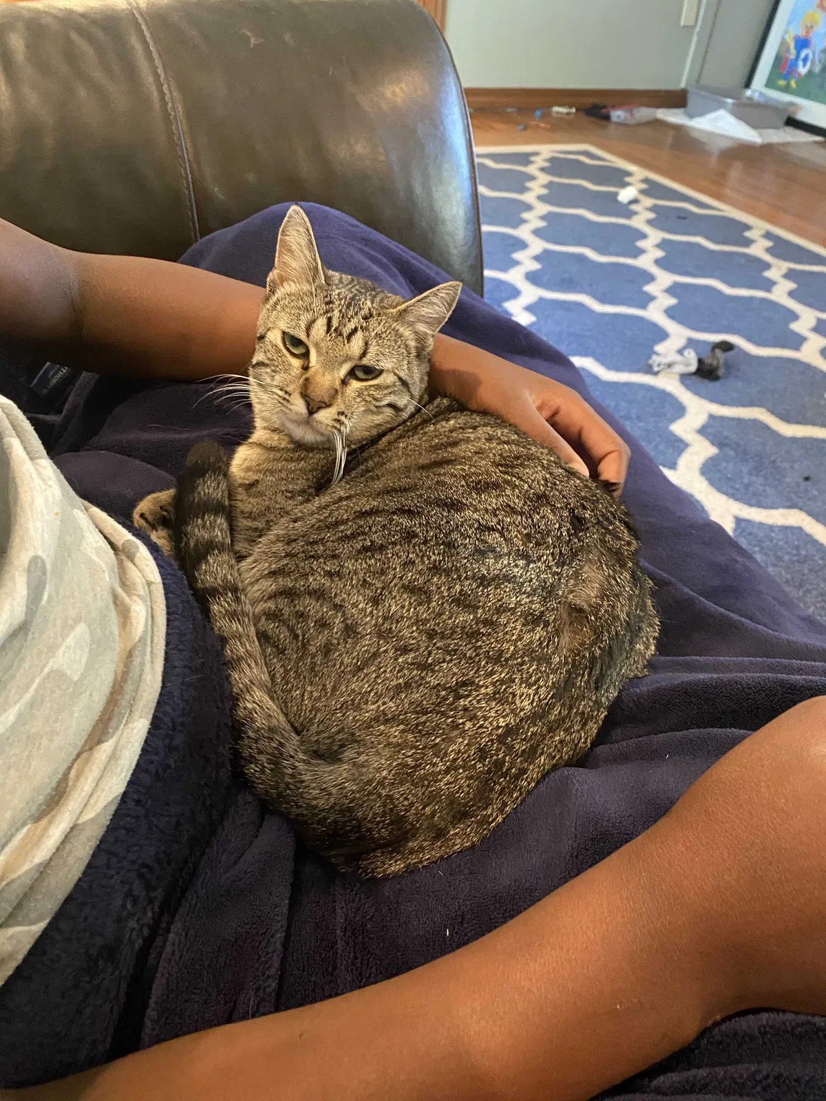 Lost cat in Salt Lake City, UT, 84121