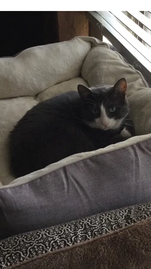 Lost cat in Sioux Falls, SD, 57106