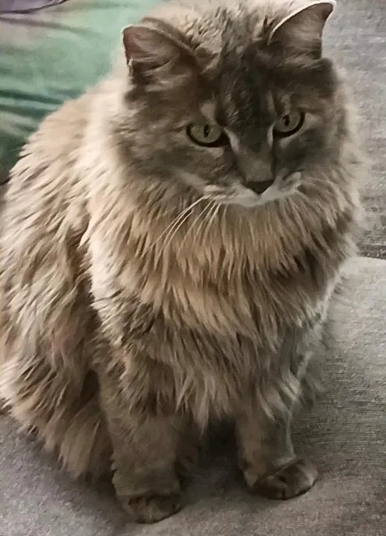 Lost cat in Loveland, CO, 80538