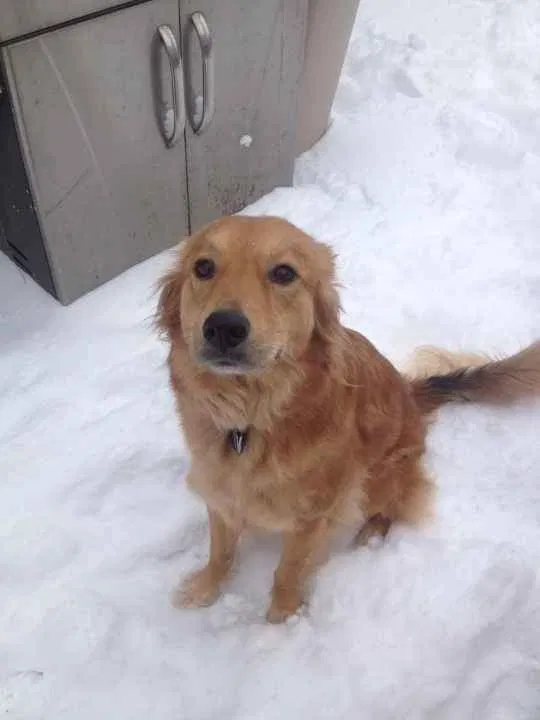 Lost dog in Minneapolis, MN, 55412