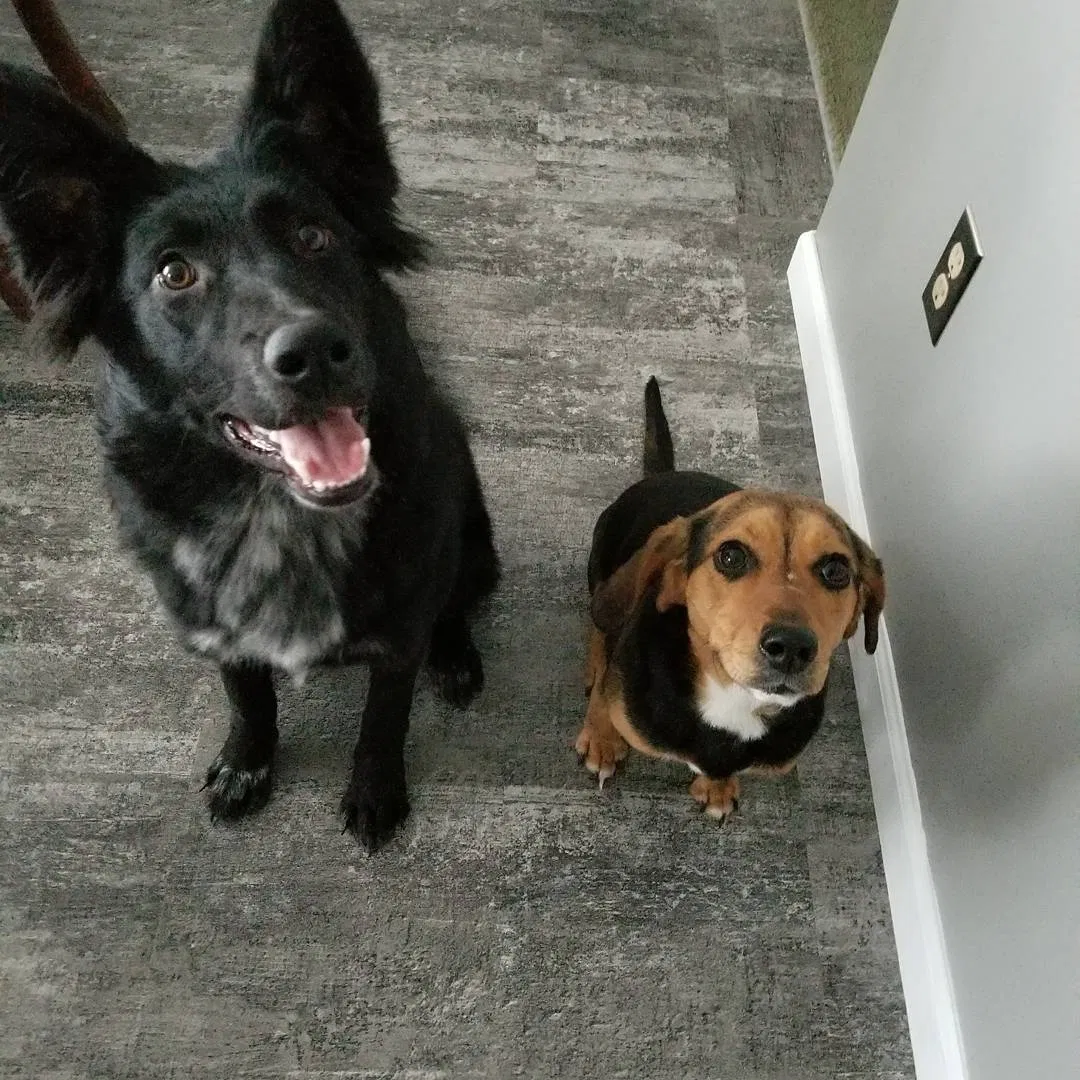 Lost dog in Galloway, OH, 43119