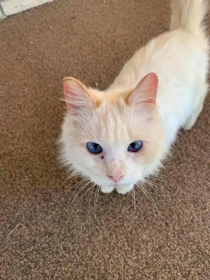 Lost cat in Auburn, AL, 36830