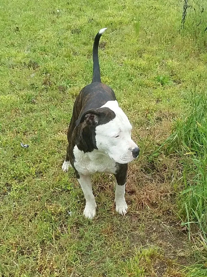 Lost dog in Calhoun Falls, SC, 29628