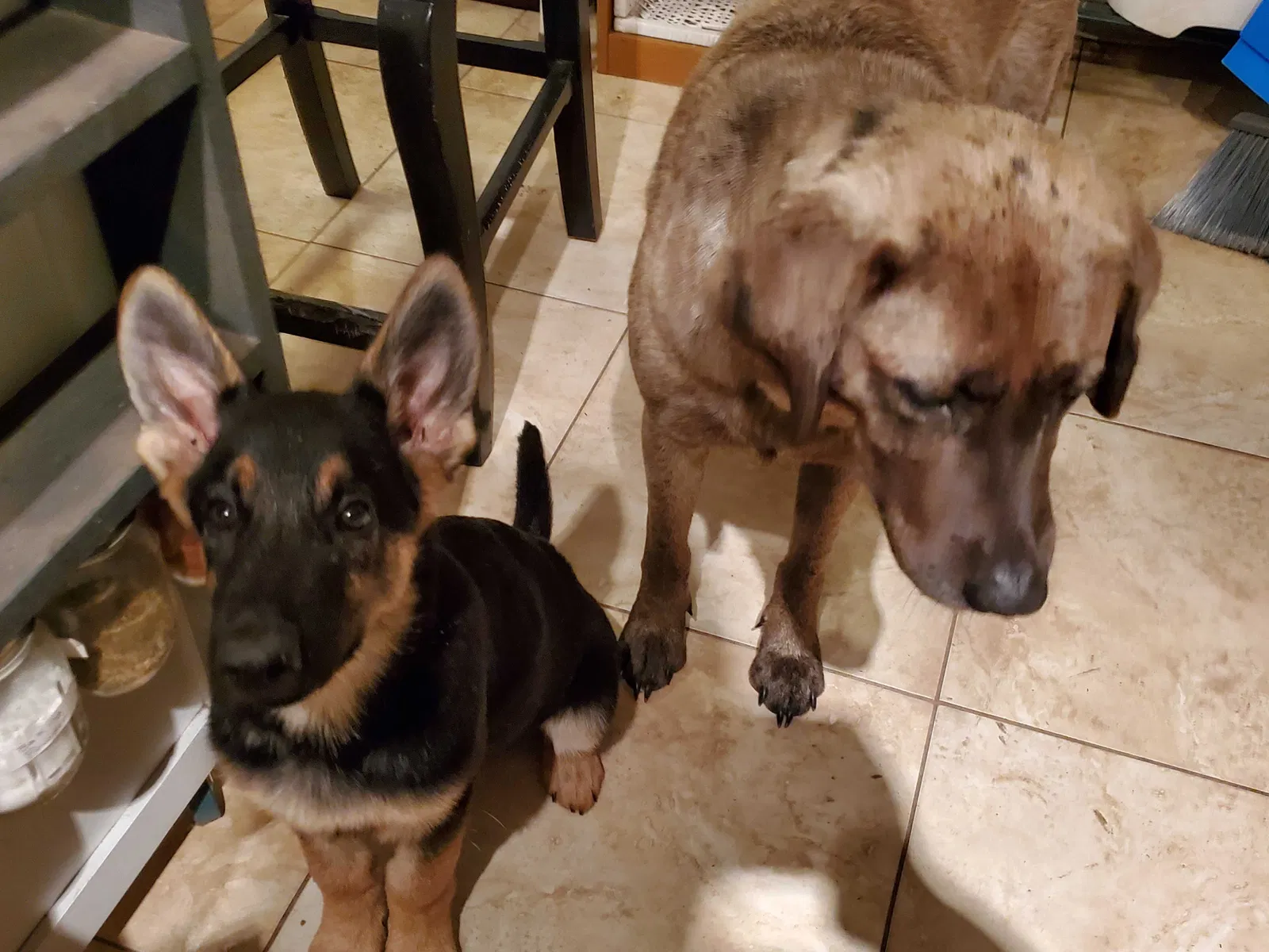 Lost dog in Interlachen, FL, 32148