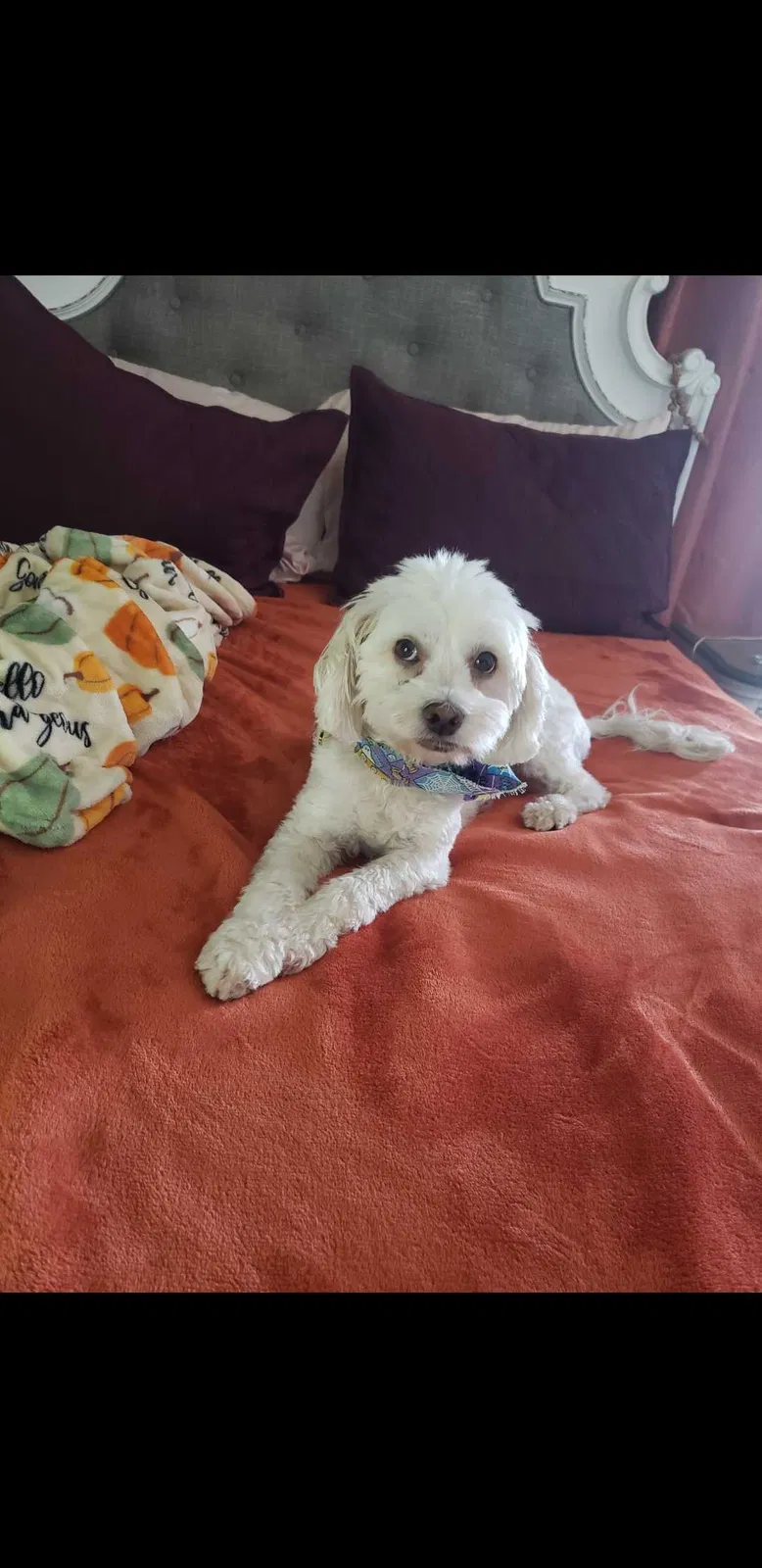 Lost dog in Canutillo, TX, 79835
