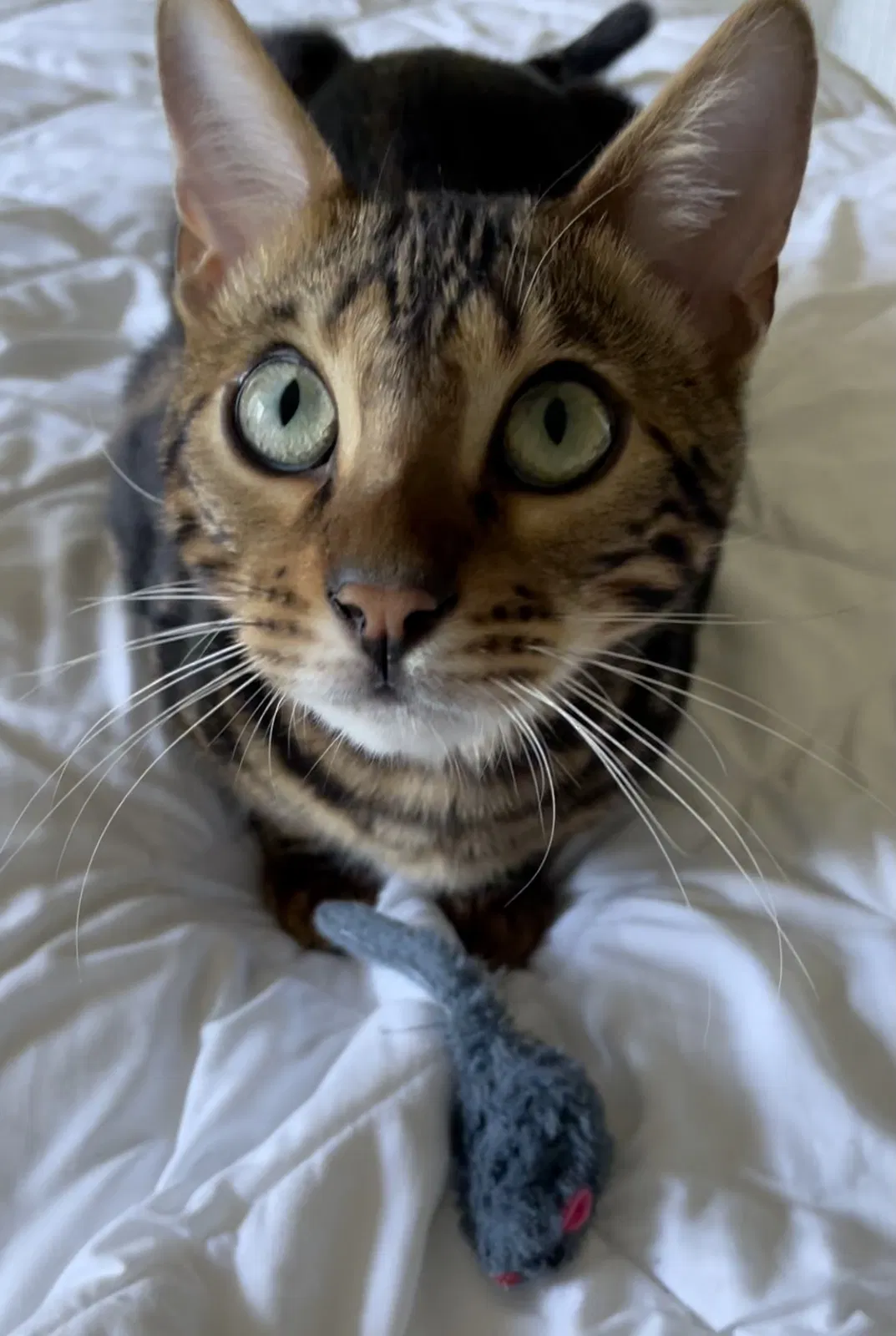 Lost cat in San Diego, CA, 92126