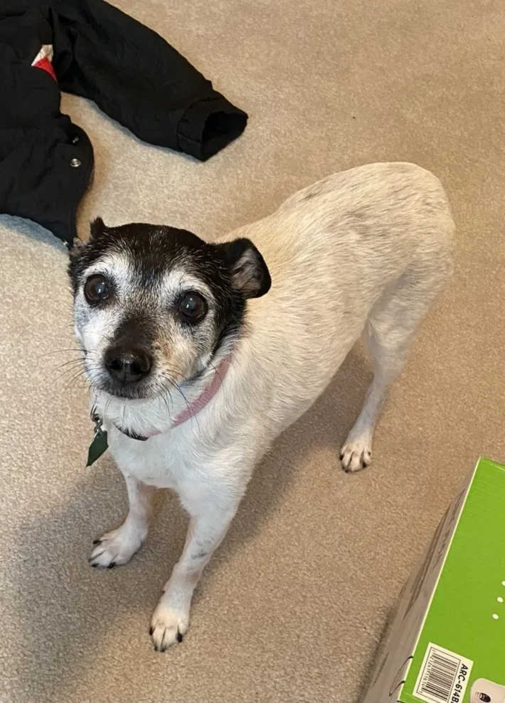 Lost dog in Cuba City, WI, 53807