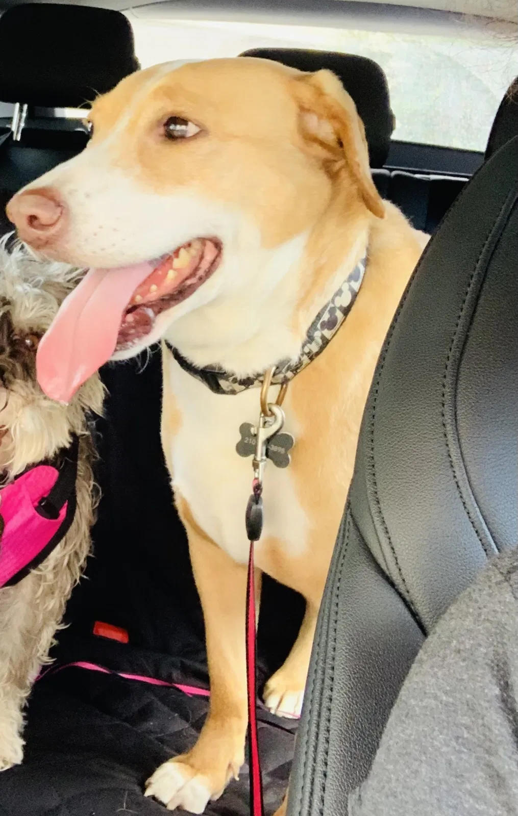 Lost dog in Boerne, TX, 78015
