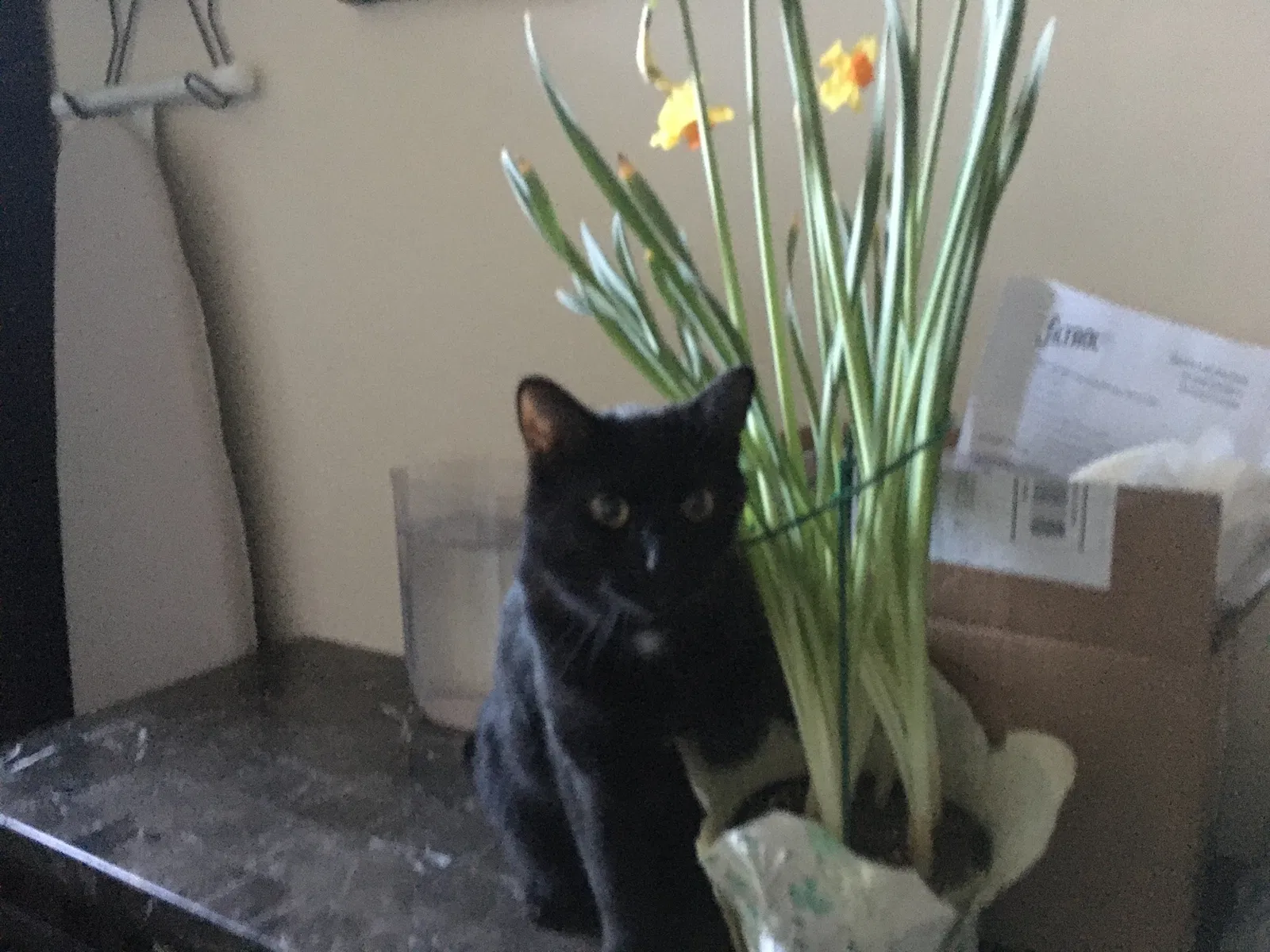 Lost cat in Colorado Springs, CO, 80915