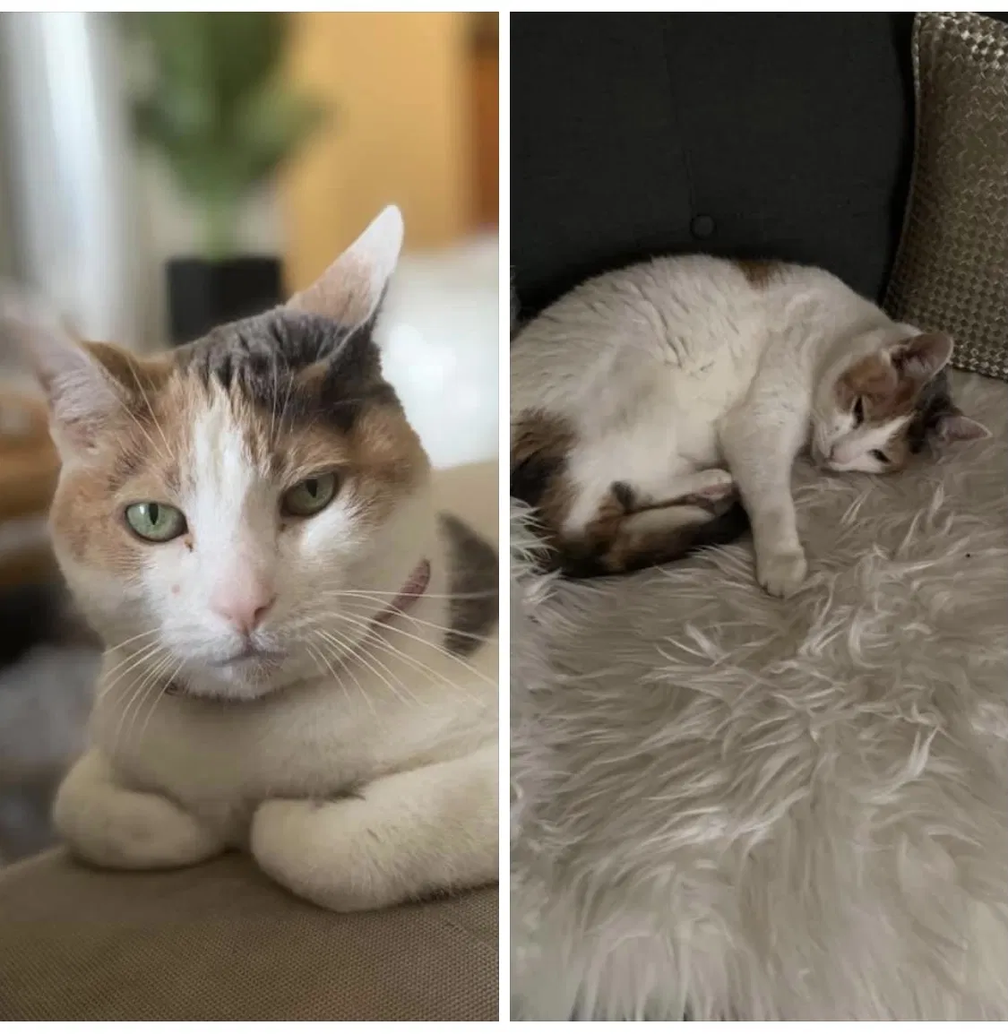 Lost cat in Boynton Beach, FL, 33426