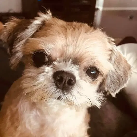 Lost dog in Newnan, GA, 30263