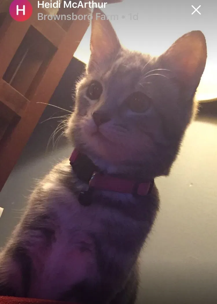 Lost cat in Louisville, KY, 40241