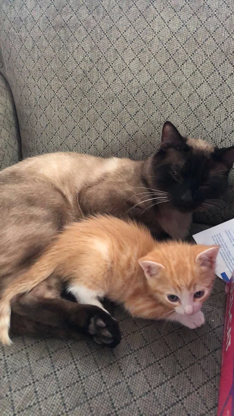 Lost cat in Chula Vista, CA, 91911