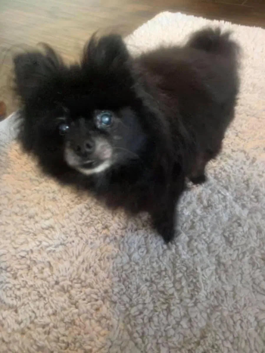 Lost dog in Maitland, FL, 32751