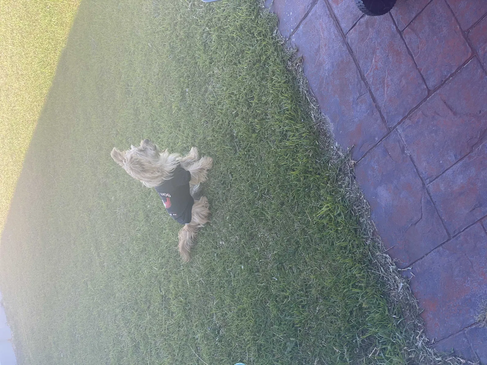 Lost dog in Cameron, NC, 28326