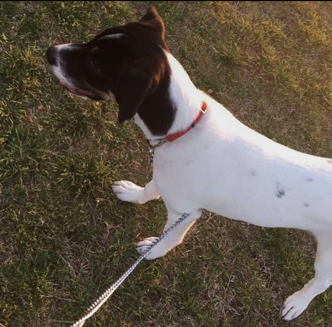 Lost dog in Fort Worth, TX, 76131