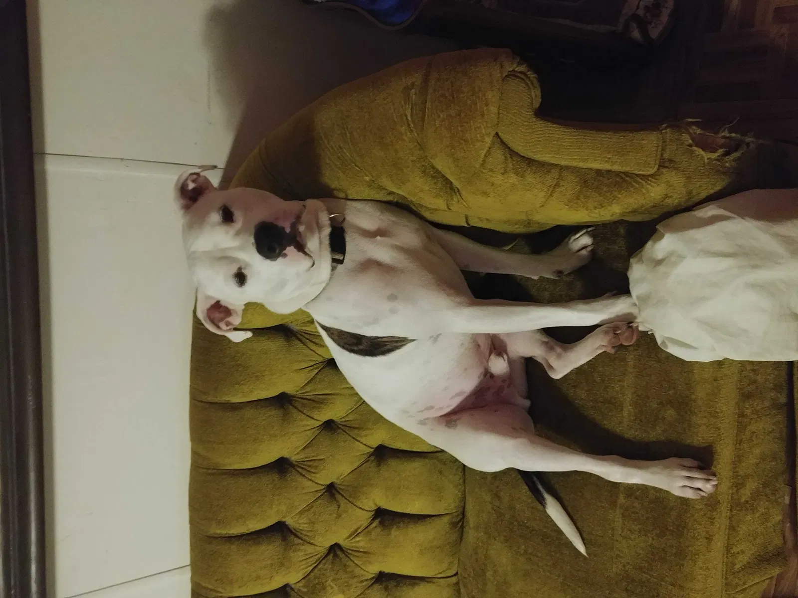 Lost dog in Sweetwater, TN, 37874