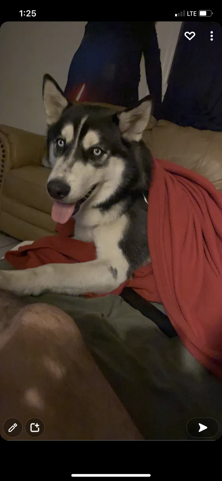 Lost dog in Pacoima, CA, 91331