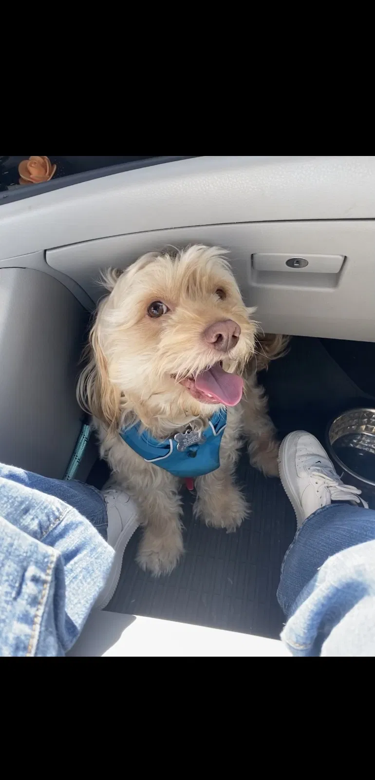 Lost dog in Reno, NV, 89502