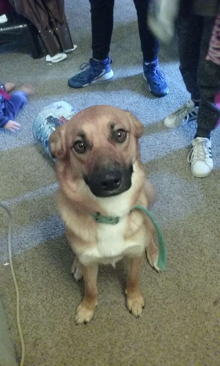 Lost dog in Colorado Springs, CO, 80922