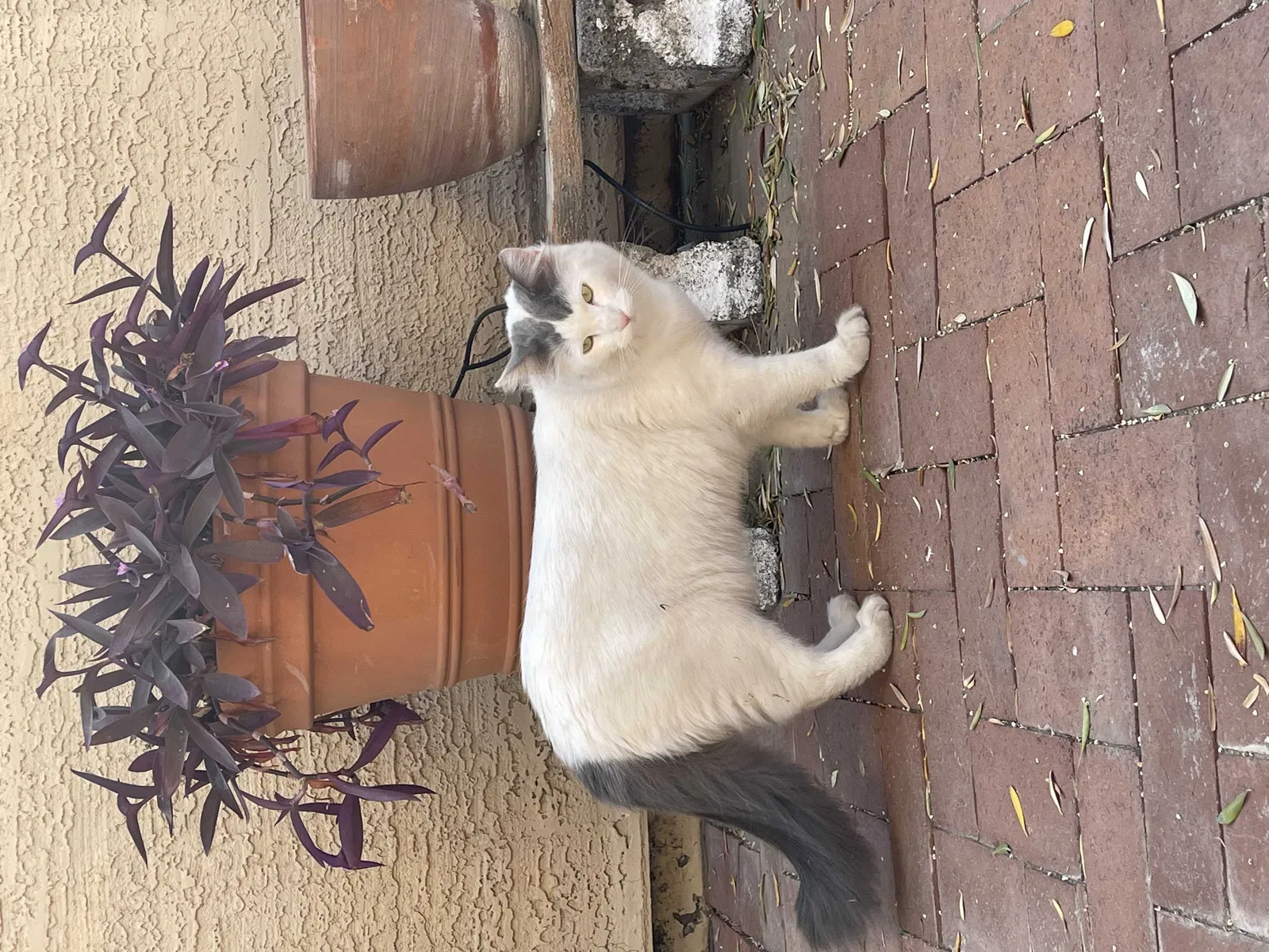 Lost cat in Tempe, AZ, 85284