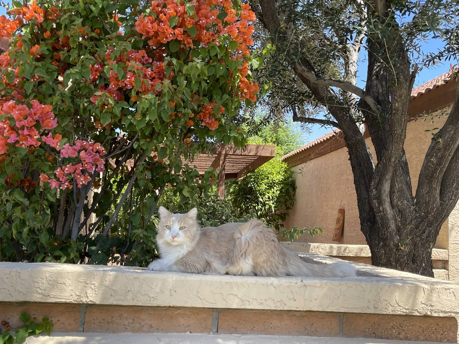Lost cat in Tempe, AZ, 85284