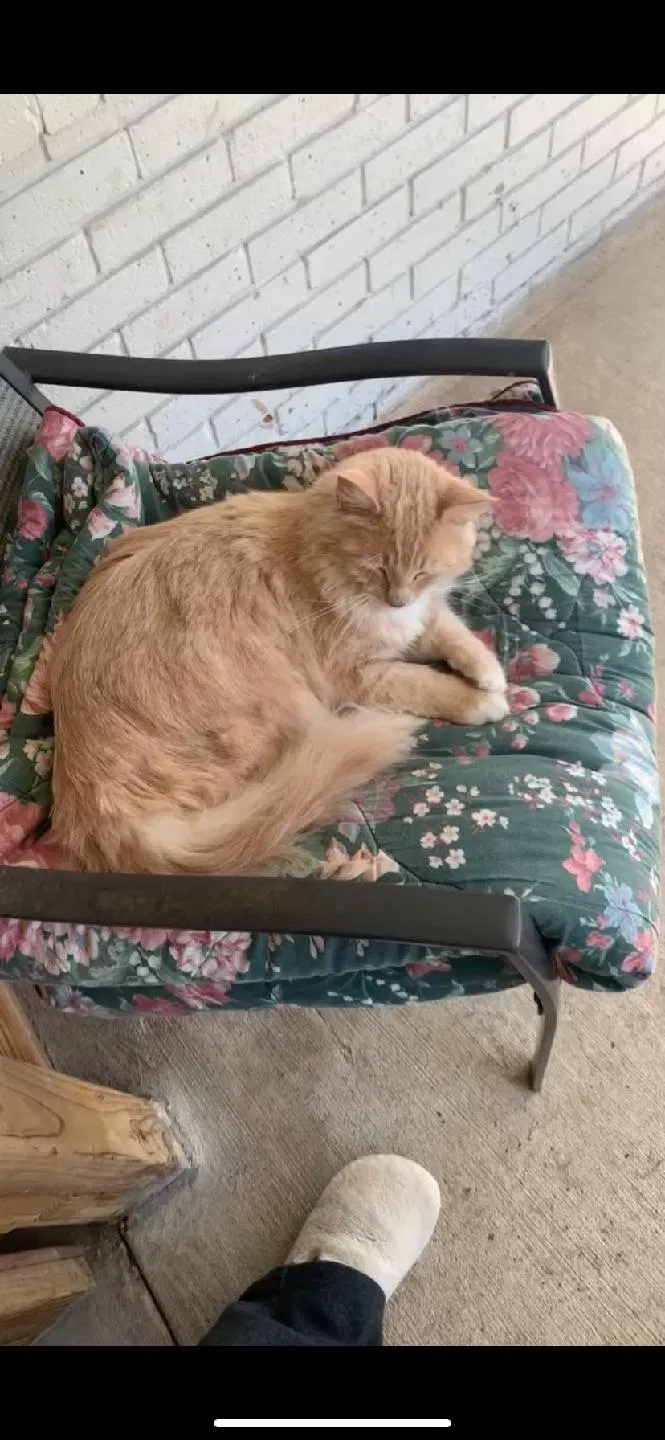Lost cat in Friendswood, TX, 77546